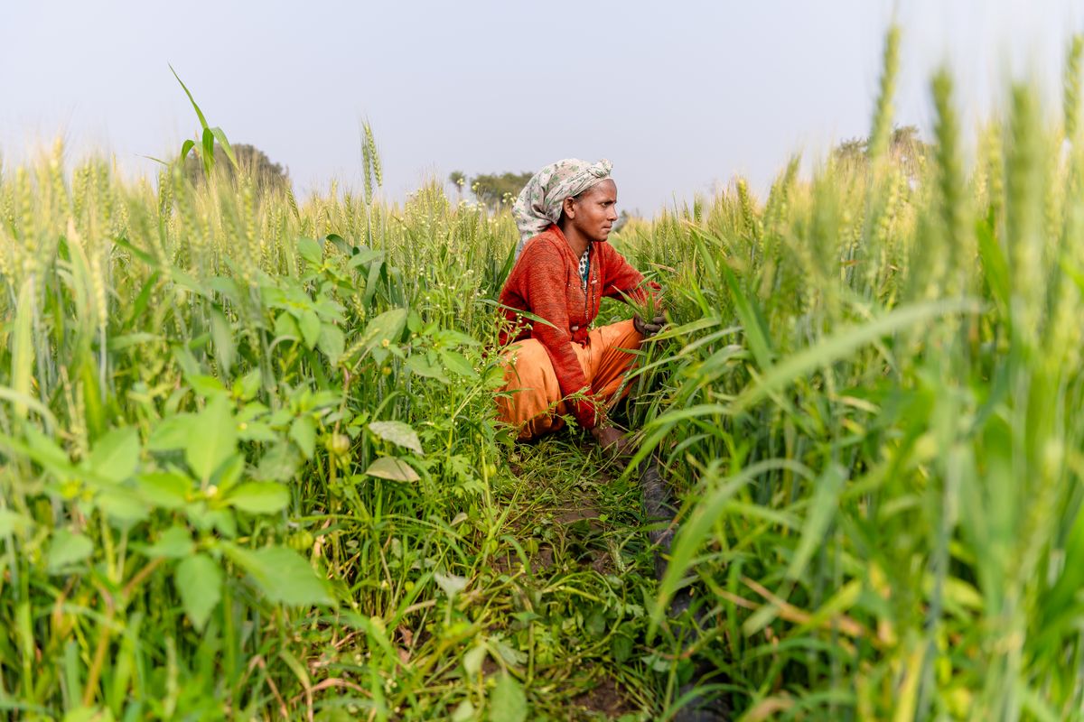 Indian farmer working in a wheat field